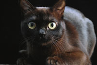 cats