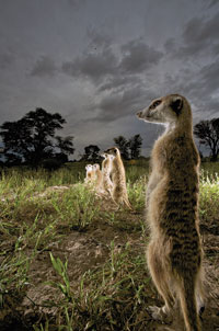 meerkats