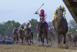 horse-racing-web